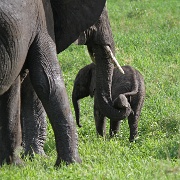 Baby Elephant, Tarangire National Park 097.JPG