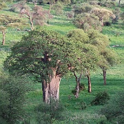 Baobab tree, Tarangire National Park 130.JPG