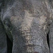 Elephant, Tarangire National Park 070.JPG