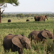 Elephants everywhere, Tarangire National Park 021.JPG