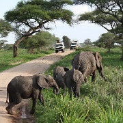 Elephants, Tarangire National Park 100.JPG