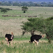 Ostriches, Tarangire National Park133.JPG