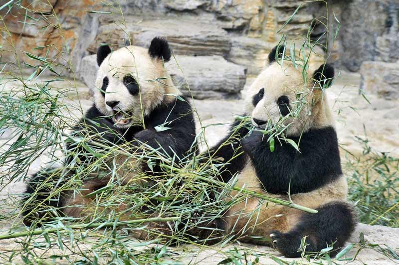 panda-bears-beijing-zoo