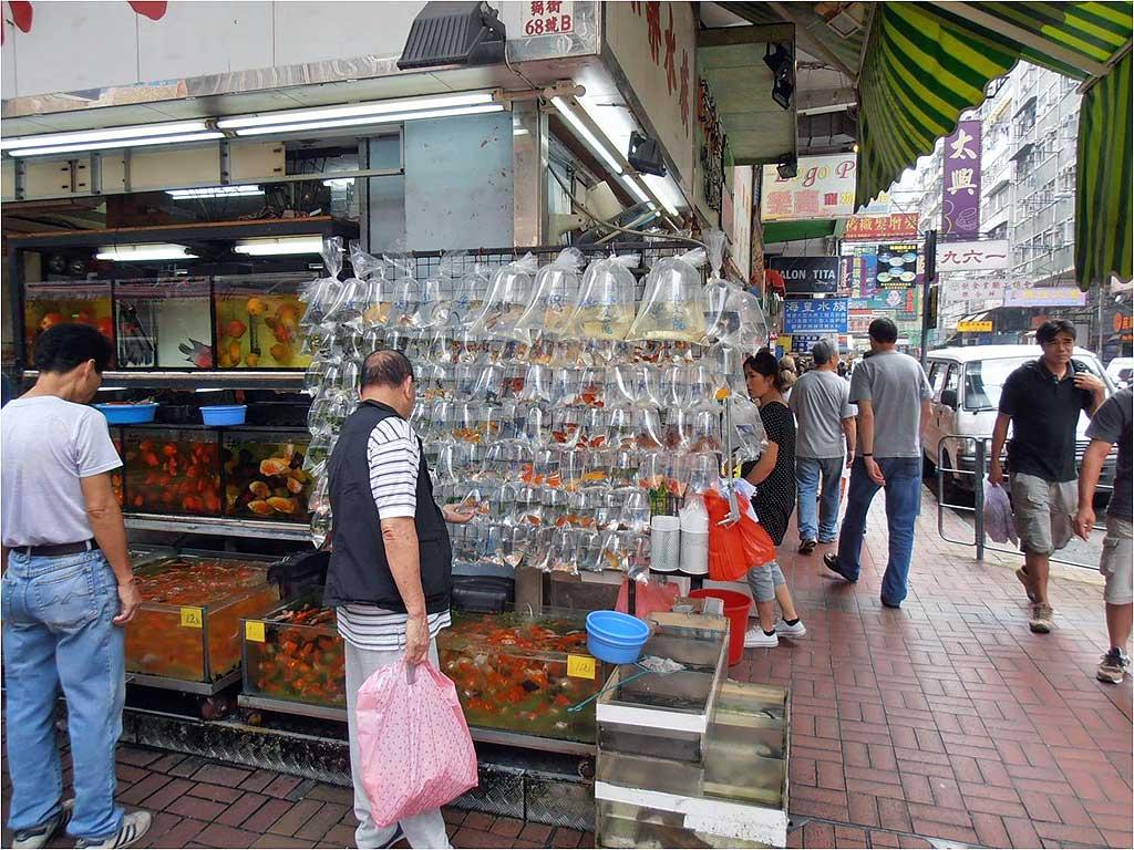tropical-fish-sold-in-streets-hong-kong