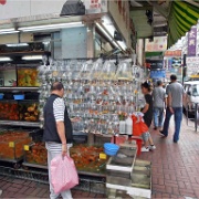 tropical-fish-sold-in-streets-hong-kong.jpg
