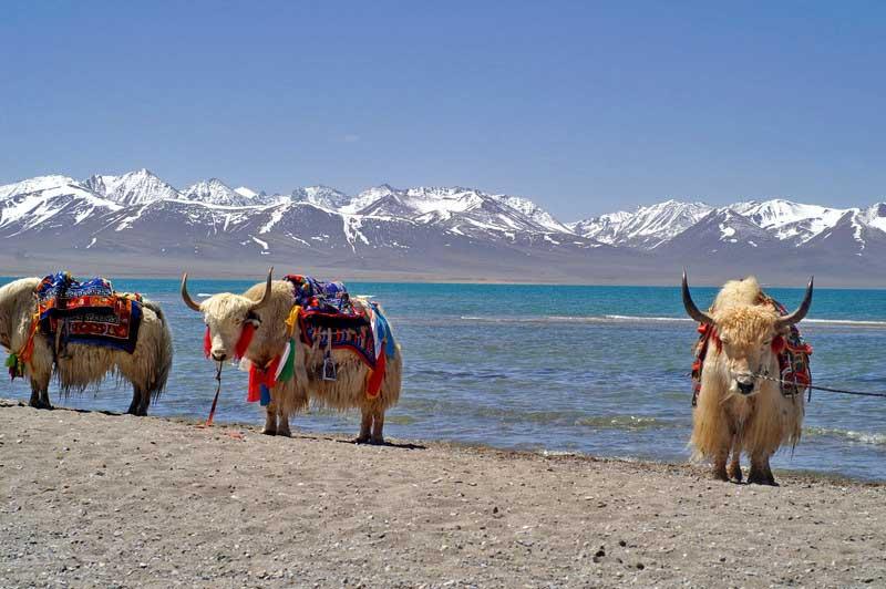 yaks-nam-co-lake-tibet-china