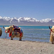 yaks-nam-co-lake-tibet-china.jpg