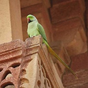 alexandrine-parrot-fatehpur-sikri.jpg