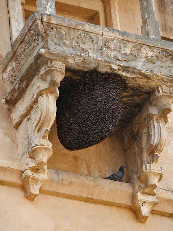 amber-fort-jaipur-bees