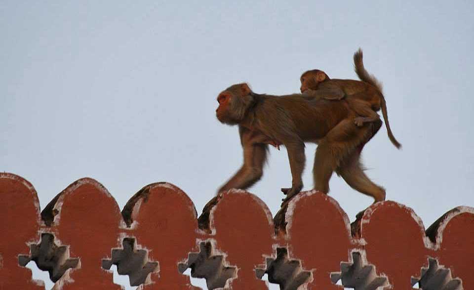macaques-city-palace-jaipur