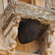 amber-fort-jaipur-bees.jpg