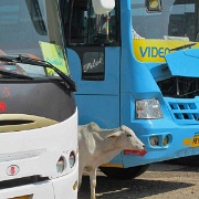 cow-tourist-buses-amber-fort-jaipur.jpg