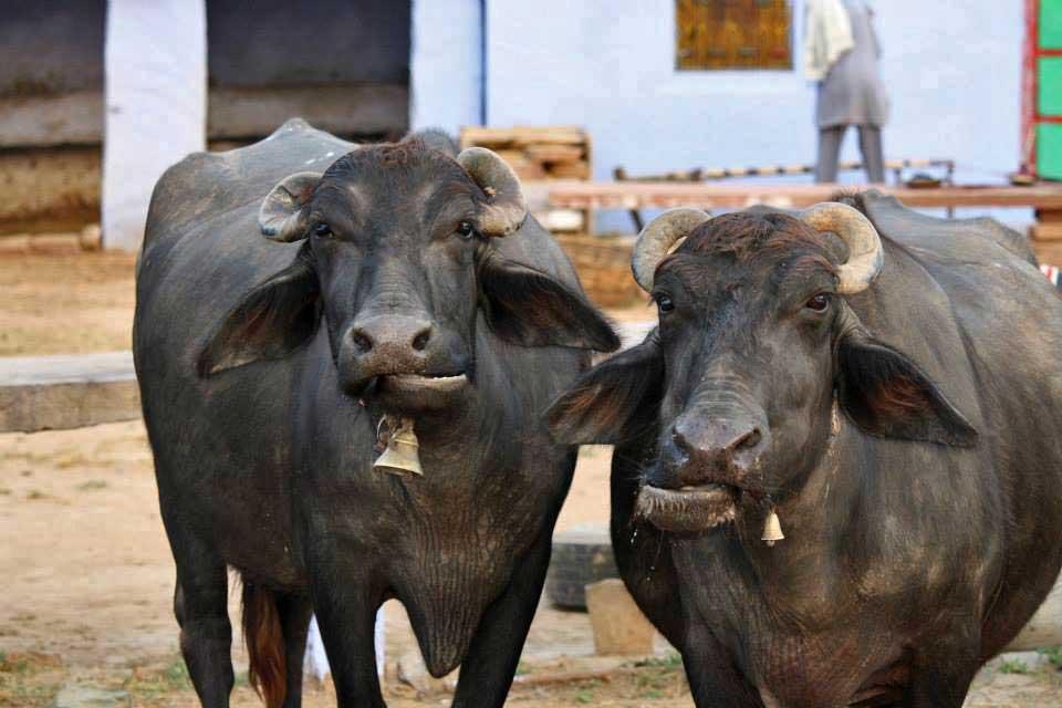 cows-karauli