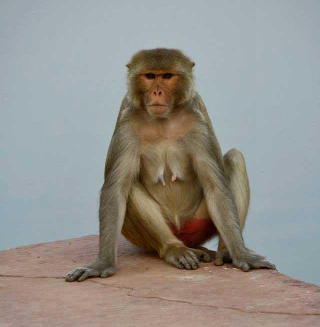 macaque-karauli