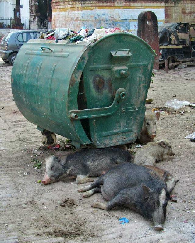 pigs-karauli-india