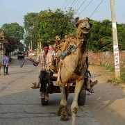 camel-cart-ride-karauli.jpg