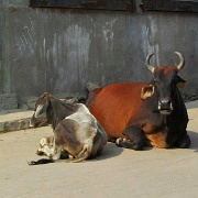 cows-karauli-india.jpg
