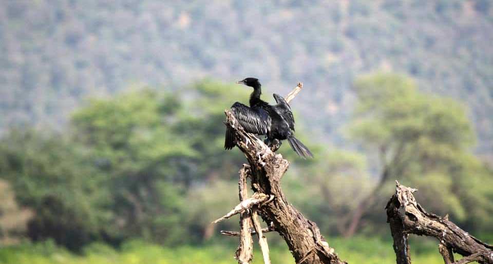 cormorant-sariska-national-park