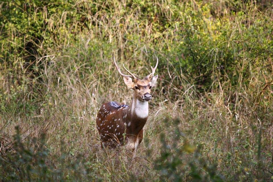 deer-antlers-sariska-national-park