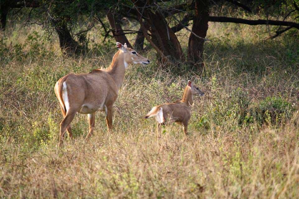 deer-fawn-sariska-national-park