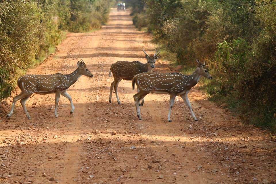 spotted-deer-sariska-national-park