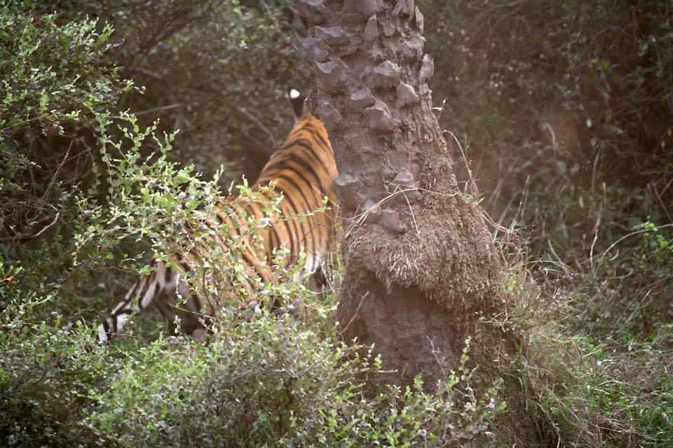 tiger-glimpse-sariska-national-park