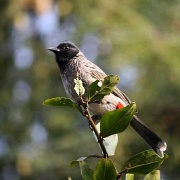 bird-sariska-national-park.jpg