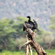 cormorant-sariska-national-park.jpg