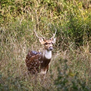 deer-antlers-sariska-national-park.jpg