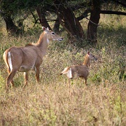 deer-fawn-sariska-national-park.jpg