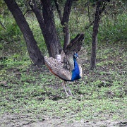 peacock-sariska-national-park.jpg