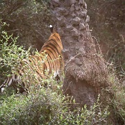 tiger-glimpse-sariska-national-park.jpg