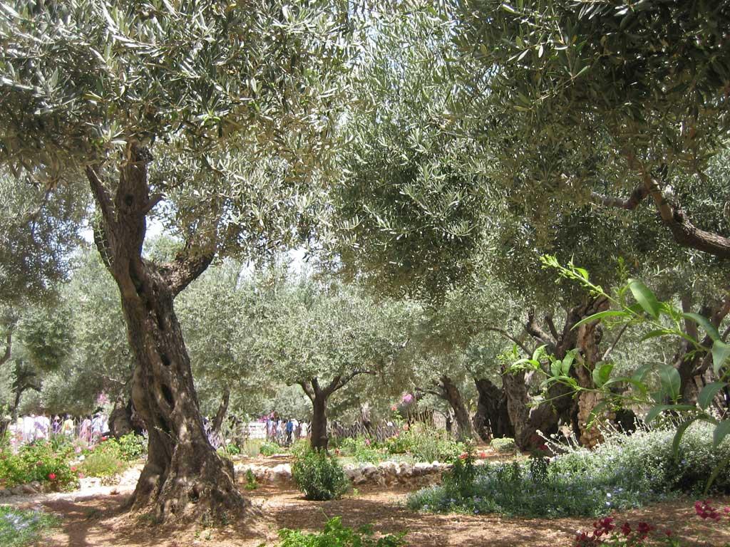 garden-of-olives-gethsemane-jerusalem