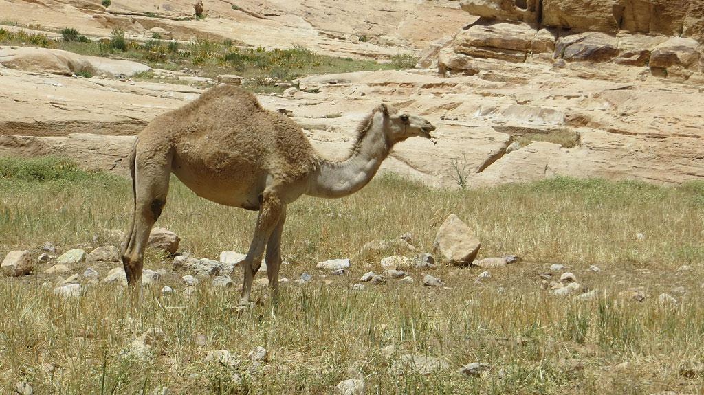 camel-near-little-petra