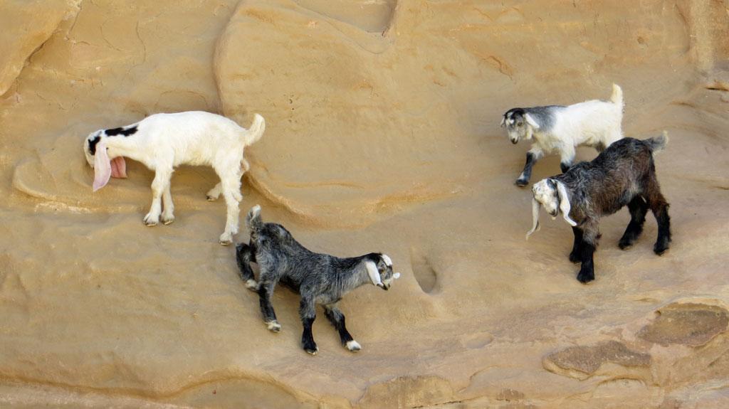 goats-near-little-petra