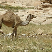 camel-near-little-petra.jpg