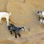 goats-near-little-petra.jpg