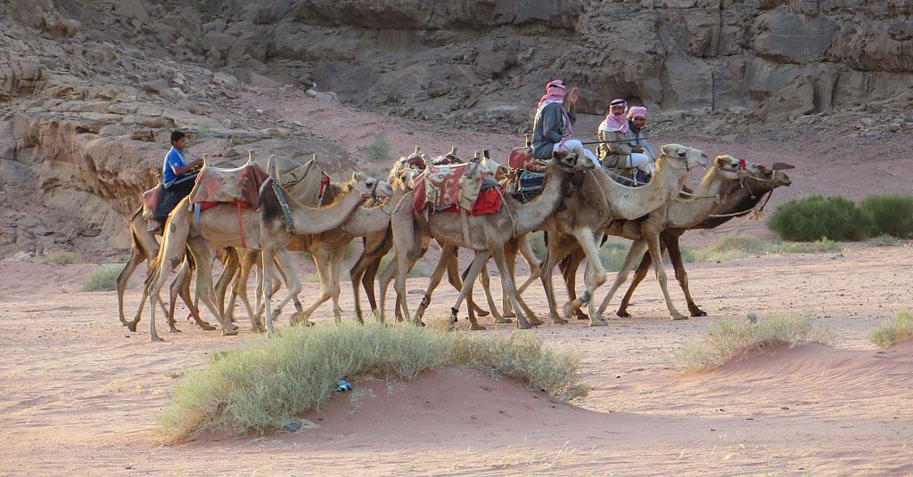 camels-for-hire-wadi-rum