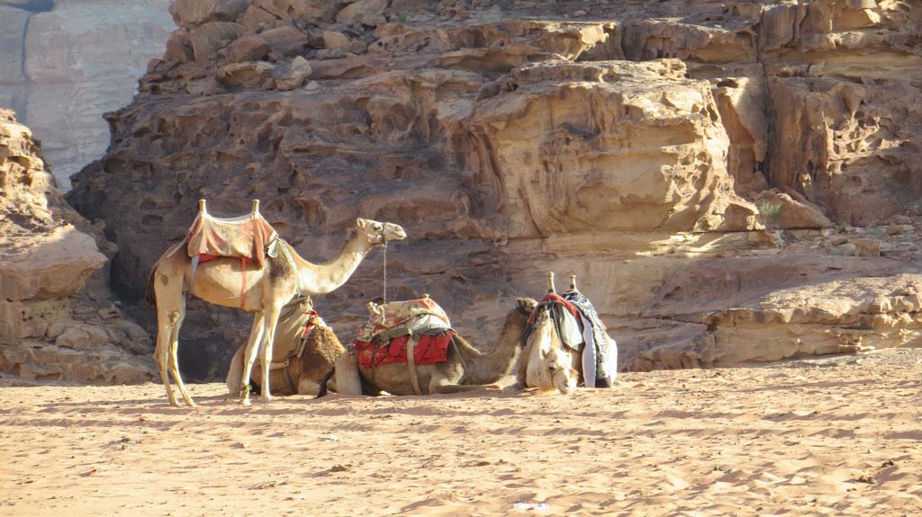 camels-in-the-desert-of-wadi-rum