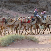 camels-for-hire-wadi-rum.jpg