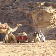camels-in-the-desert-of-wadi-rum.jpg