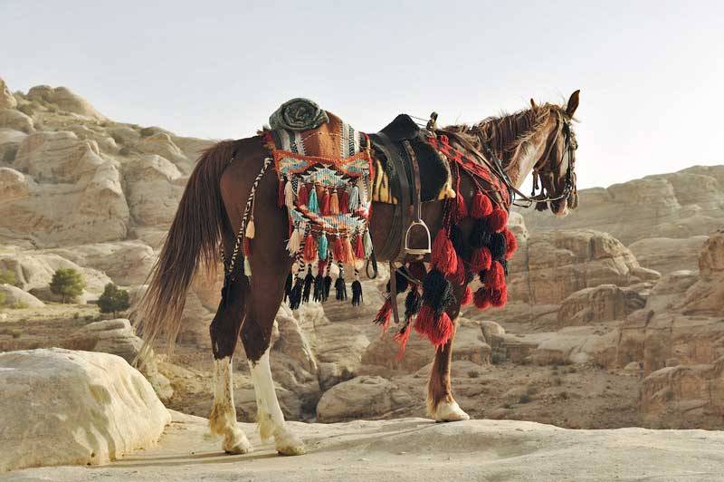 Arabian horse at Petra 7032734