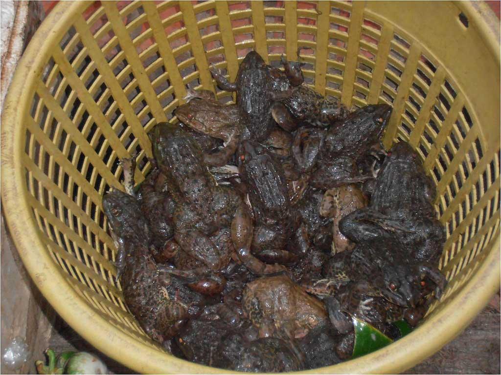 live-frogs-luang-prabang-laos
