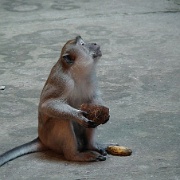 macaque-batu-caves-kuala-lumpur.jpg