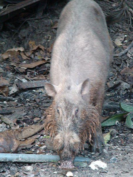 wild-boar-sapi-island-malaysia