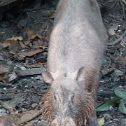 wild-boar-sapi-island-malaysia.jpg