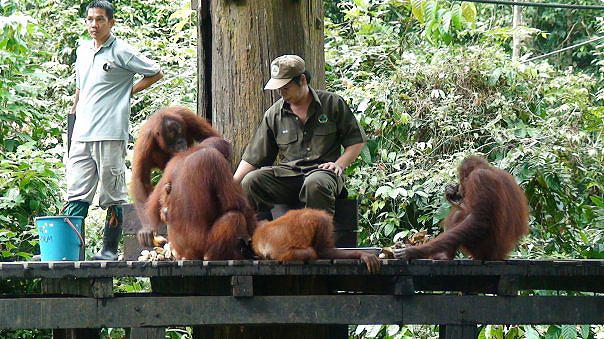 orangutans-sepilok-orangutan-rehabilitation-centre-borneo-malaysia