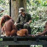 orangutans-sepilok-orangutan-rehabilitation-centre-borneo-malaysia.jpg