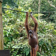 sepilok-orangutan-rehabilitation-centre-borneo-malaysia.jpg