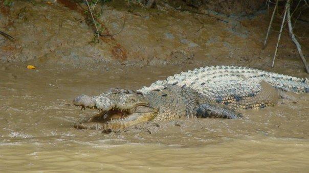 crocodile-kinabatangan-river-borneo